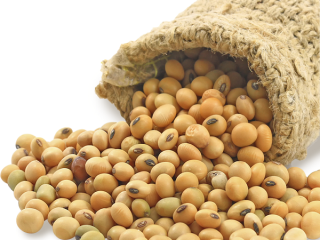 SOYABEANS SEEDS We offer after sales service for our