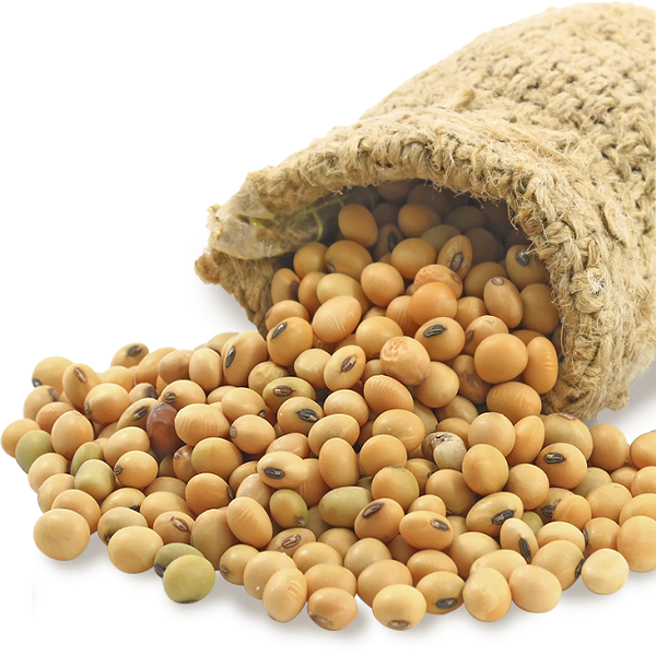 SOYABEANS SEEDS We offer after sales service for our client such as OEM service, logo printing, labeling and branding, packing and we ensure safe delivery and