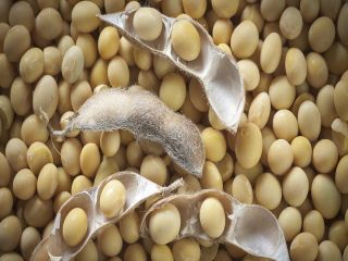 SOYABEANS SEEDS We offer after sales service for our
