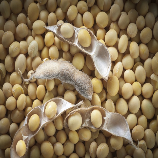 SOYABEANS SEEDS We offer after sales service for our client such as OEM service, logo printing, labeling and branding, packing and we ensure safe delivery and