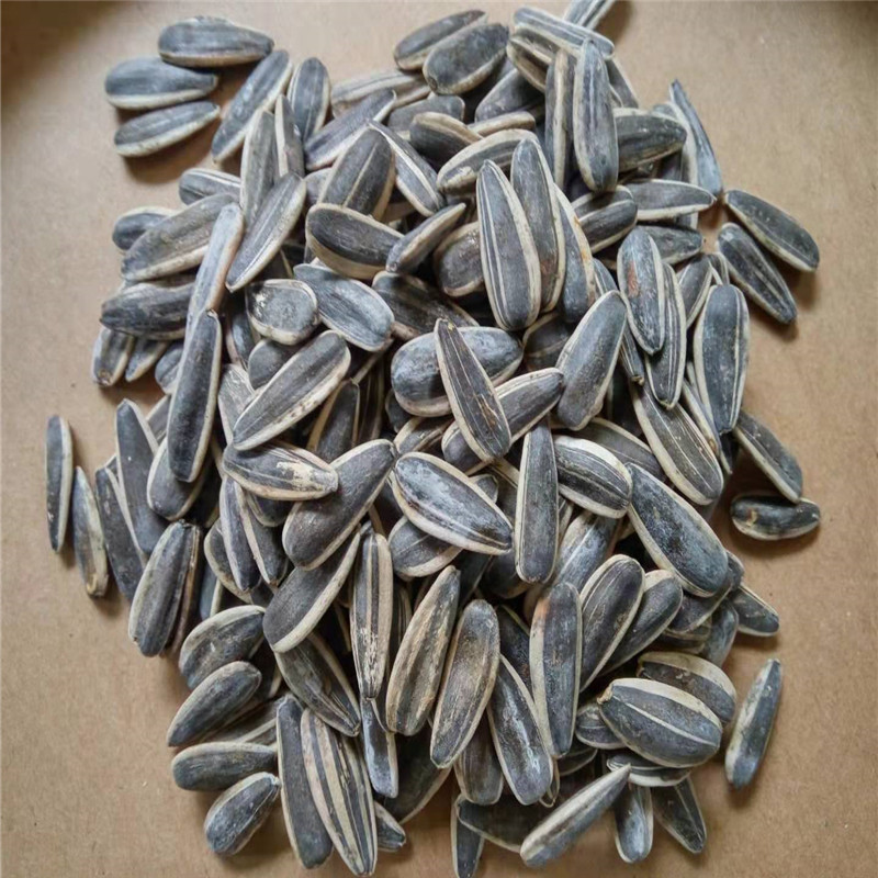 rop Black Sunflower Seeds Price High Quality - Buy Black Sunflower Seeds,2021 Sunflower Seeds,Sunflower Seeds Price Product on Cultivation Type: Common