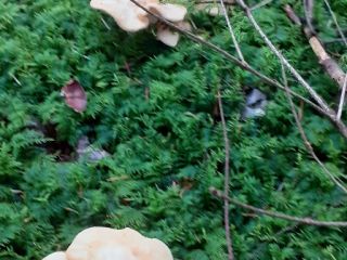 Mushrooms for sale. Price: PLN 8 per kilo