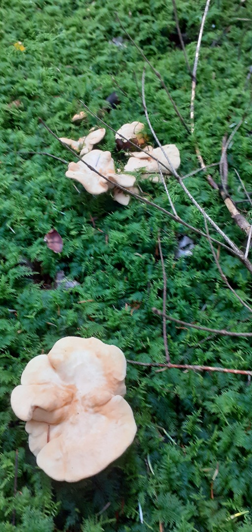 Mushrooms for sale