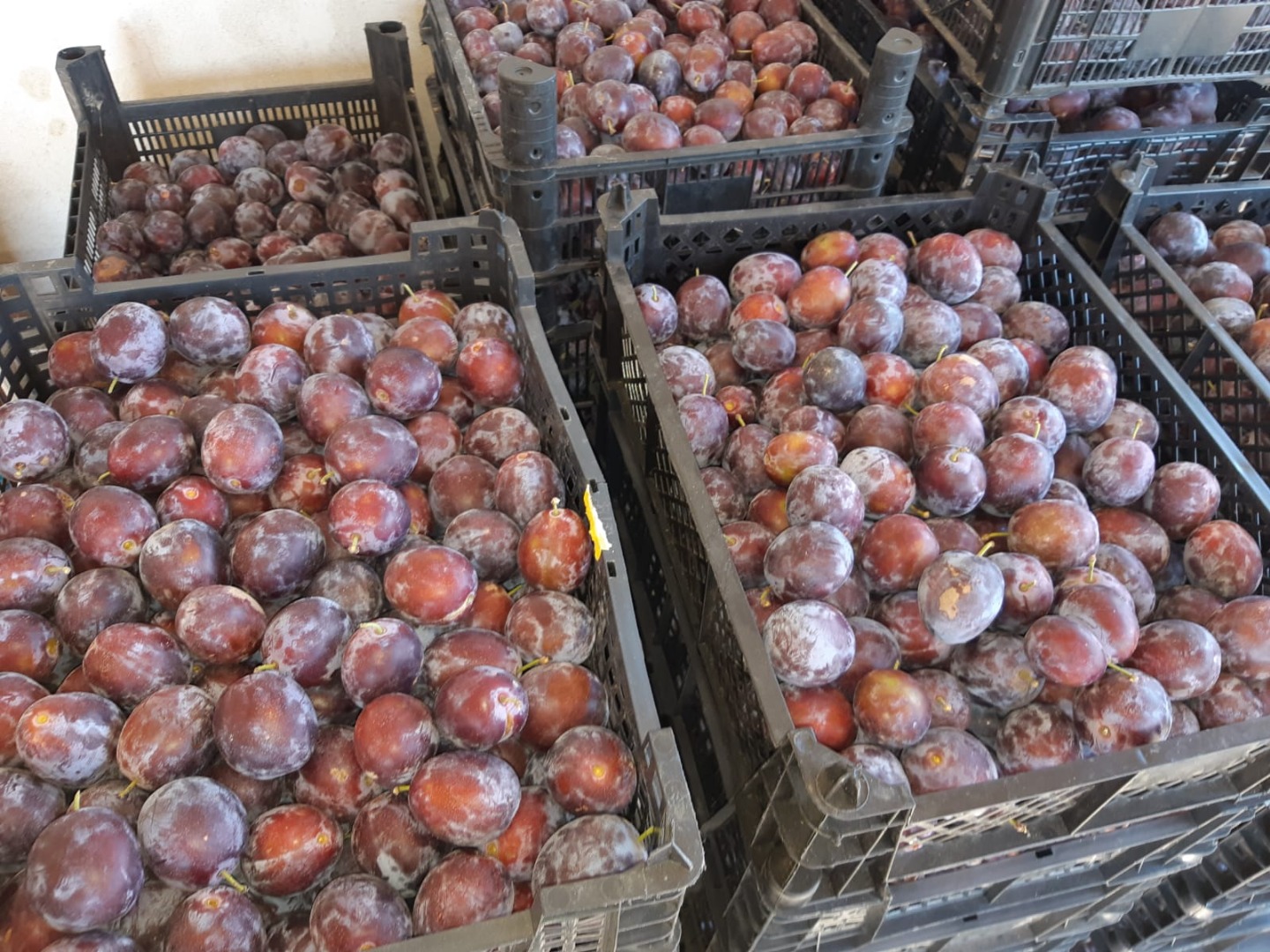 Anna Spath plums healthy and very sweet