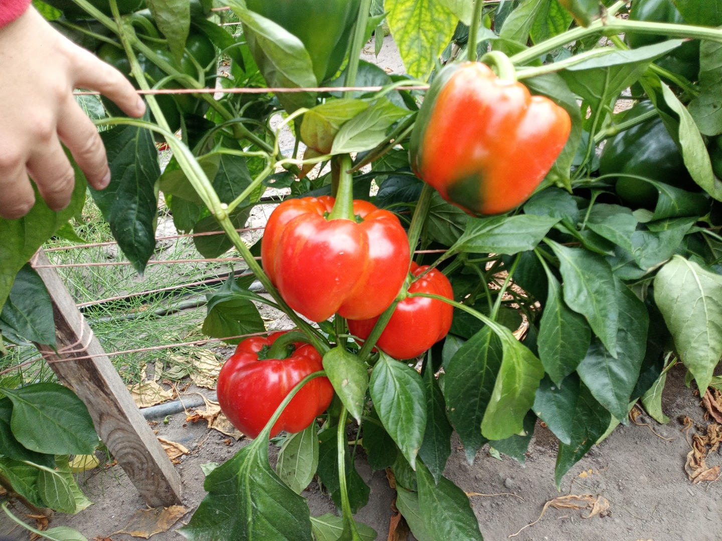 The producer of peppers sells the quantity of tons