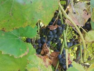 Hello, ecological dark grapes. Price to be agreed, please