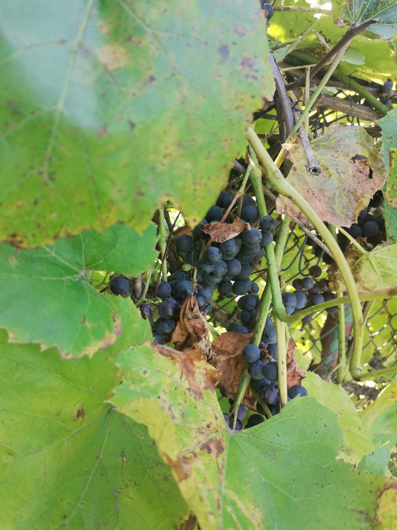 Hello, ecological dark grapes