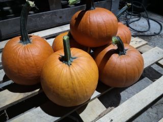 I will sell gomez pumpkins. Weight from 1 to