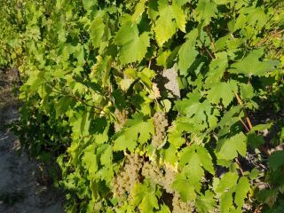 Italian Riesling grapes 2-3 tons. Please message for pickup