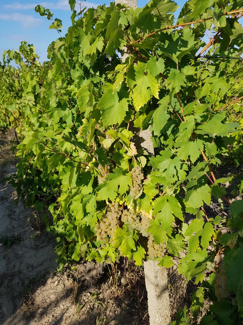 Italian Riesling grapes 2-3 tons