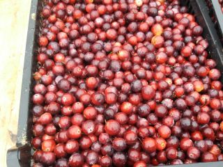I will sell large-fruited cranberries from my own plantation.