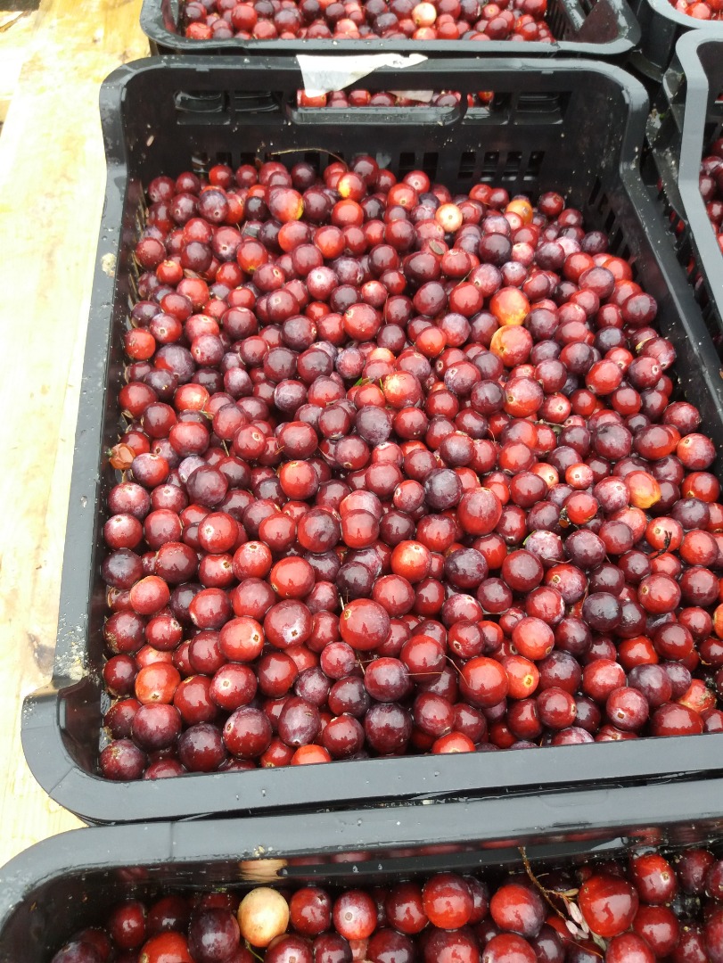 I will sell large-fruited cranberries from my own plantation