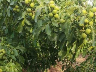 I am selling nuts in shell production 2021 For