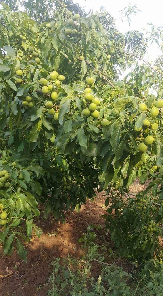 I am selling nuts in shell production 2021 For more information
