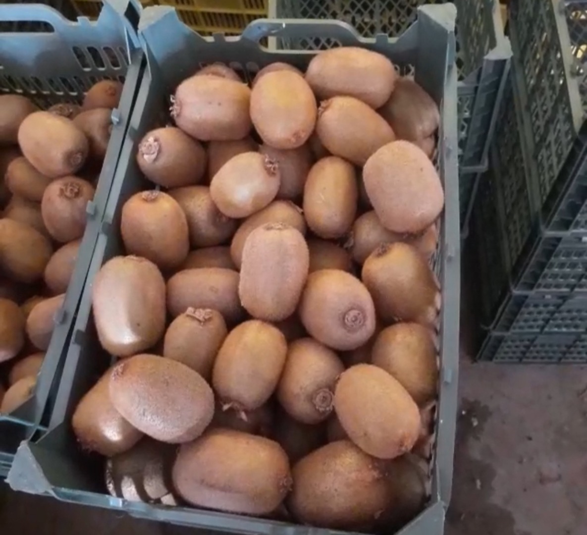 Grade 1 kiwi wholesale sales Directly from the manufacturer From Iran to Poland and neighboring countries