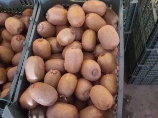 Grade 1 kiwi wholesale sales Directly from the manufacturer