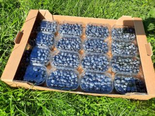Straight from plant. Size 14-23mm . Packed in 250