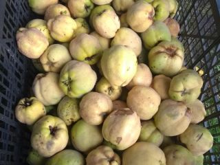 I will sell an apple quince from my own