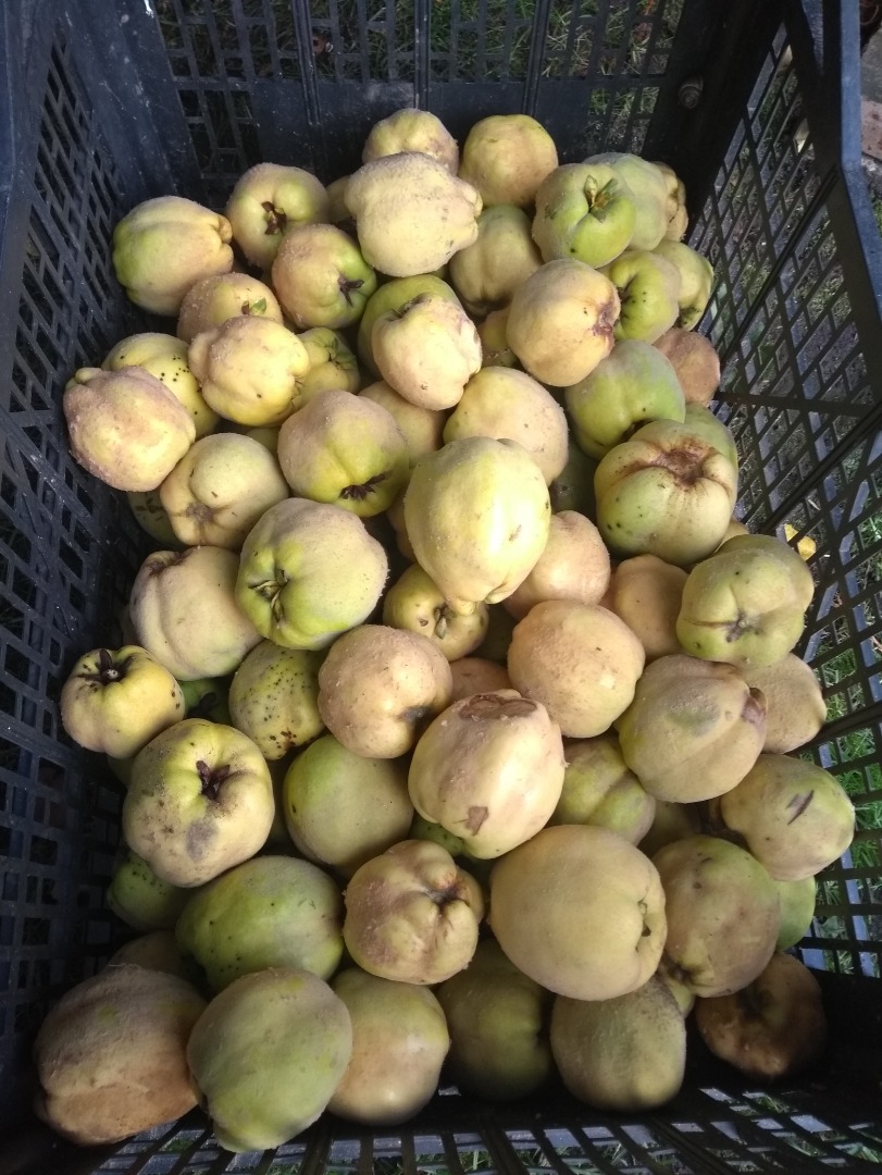 I will sell an apple quince from my own garden, very aromatic, delicious, not sprinkled