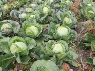 I will sell a large amount of cabbage