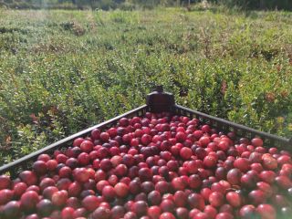 ORGANIC CRANBERRY with an Ecological Certificate. Organic cranberries from