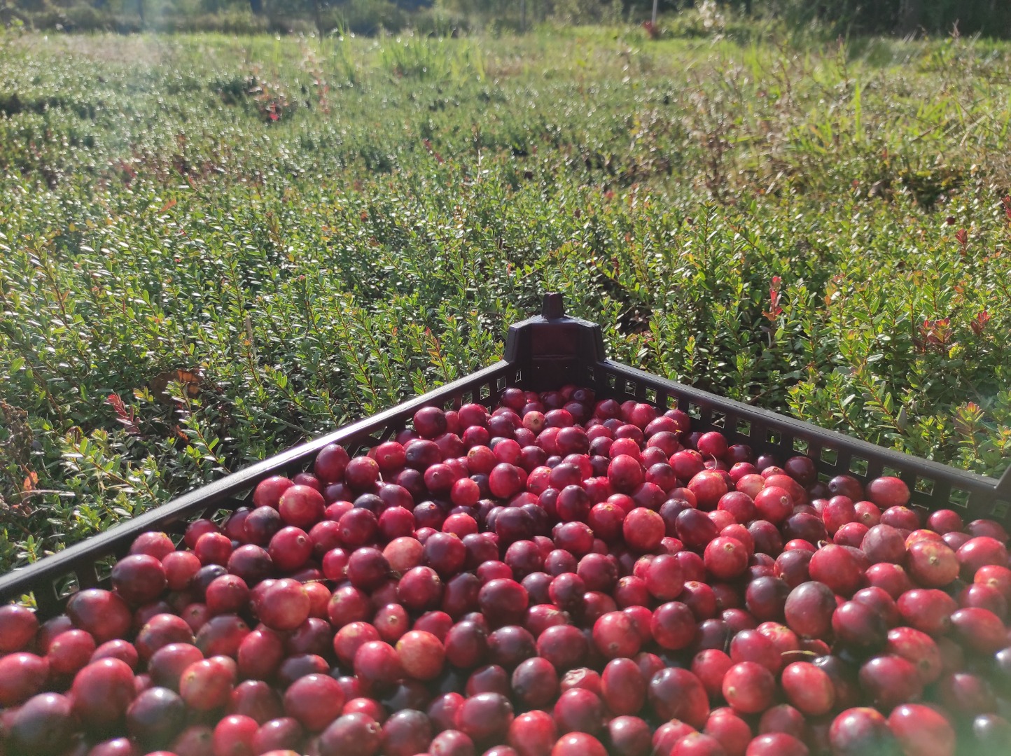 ORGANIC CRANBERRY with an Ecological Certificate