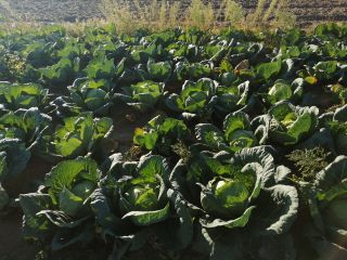 Hello, on October 15th, the cutting of fresh cabbage
