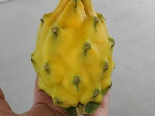 Premium quality export yellow and red pitahaya certified for