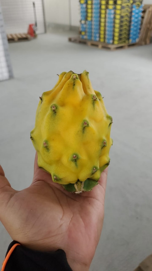 Premium quality export yellow and red pitahaya certified for EU USA Canada and other countries