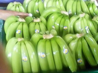 Premium quality export bananas or plantains certified for EU