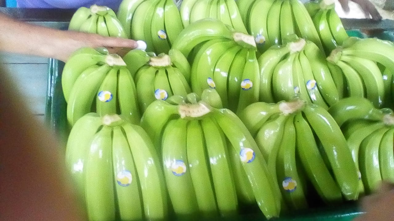 Premium quality export bananas or plantains certified for EU USA Canada and other countries