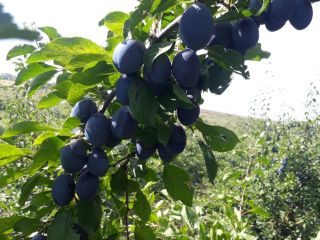 I sell plum brandy in bags.