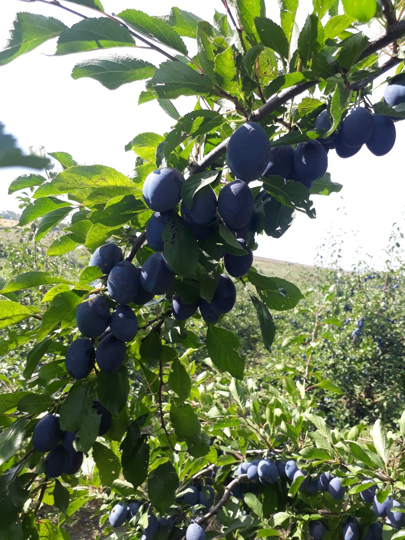 I sell plum brandy in bags