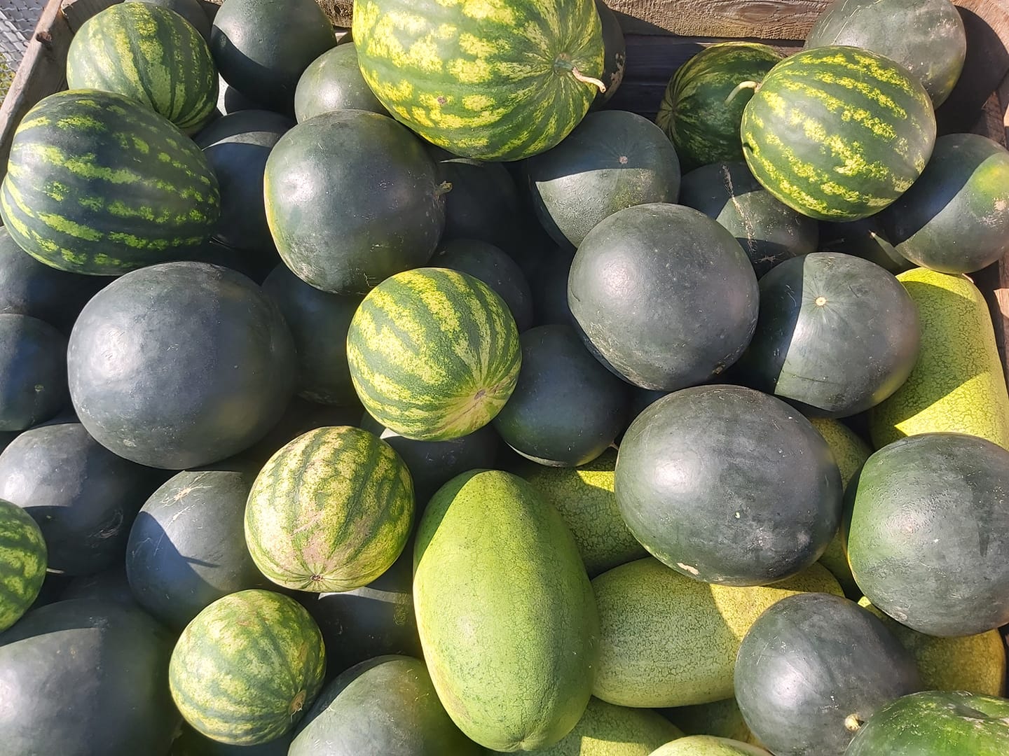 I will sell watermelons from my own cultivation