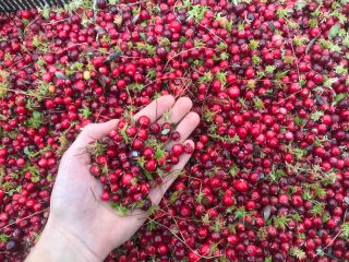 Cranberry price per kg, perfect condition, clean. ✅ Before