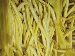 I will sell a nice young yellow UNIDOR-brand Price