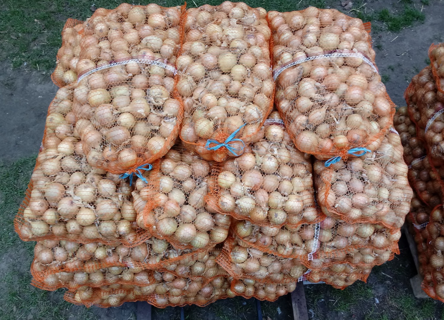 I will sell bagged onion 70 groszy per kg, the size of the bag to be agreed with the customer, or the bulk price to be negotiated by phone