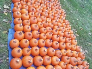I am selling large quantities of Pumpkin, 1-12 kg