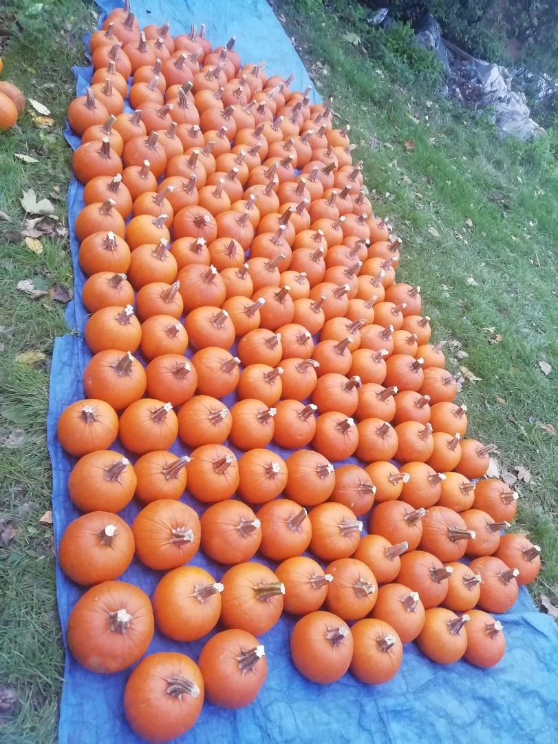 I am selling large quantities of Pumpkin, 1-12 kg caliber