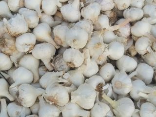 we sell white and red garlic all over europe