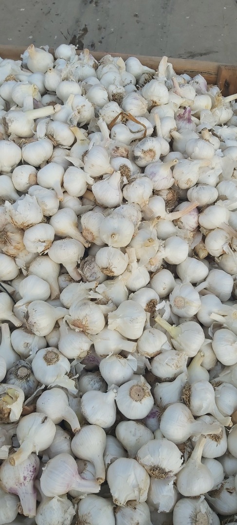 we sell white and red garlic all over europe the price is depending on the size and quality