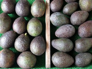 AVOCADO Buy AvocadosThe Hass Avocado has an oval shape