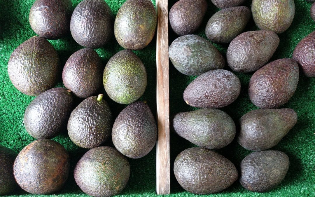 AVOCADO Buy AvocadosThe Hass Avocado has an oval shape and distinctive pebbly skin and is easily recognised as it turns a dark purple, almost black colour when