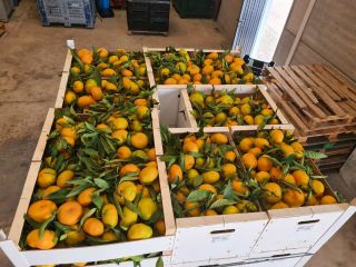Laverida will sell Spanish oranges and Spanish Iwasaki mandarins.