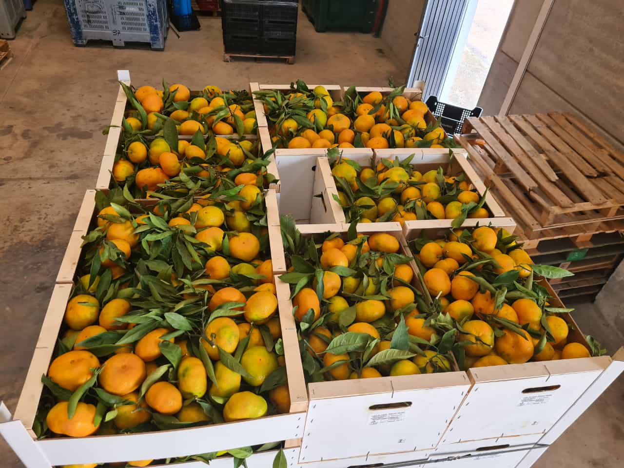 Laverida will sell Spanish oranges and Spanish Iwasaki mandarins