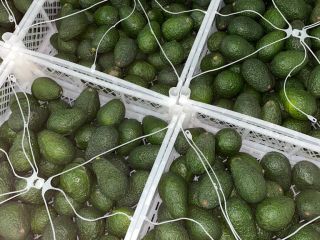Laverida will sell AVOCADO HASS. Class I. Welcome!