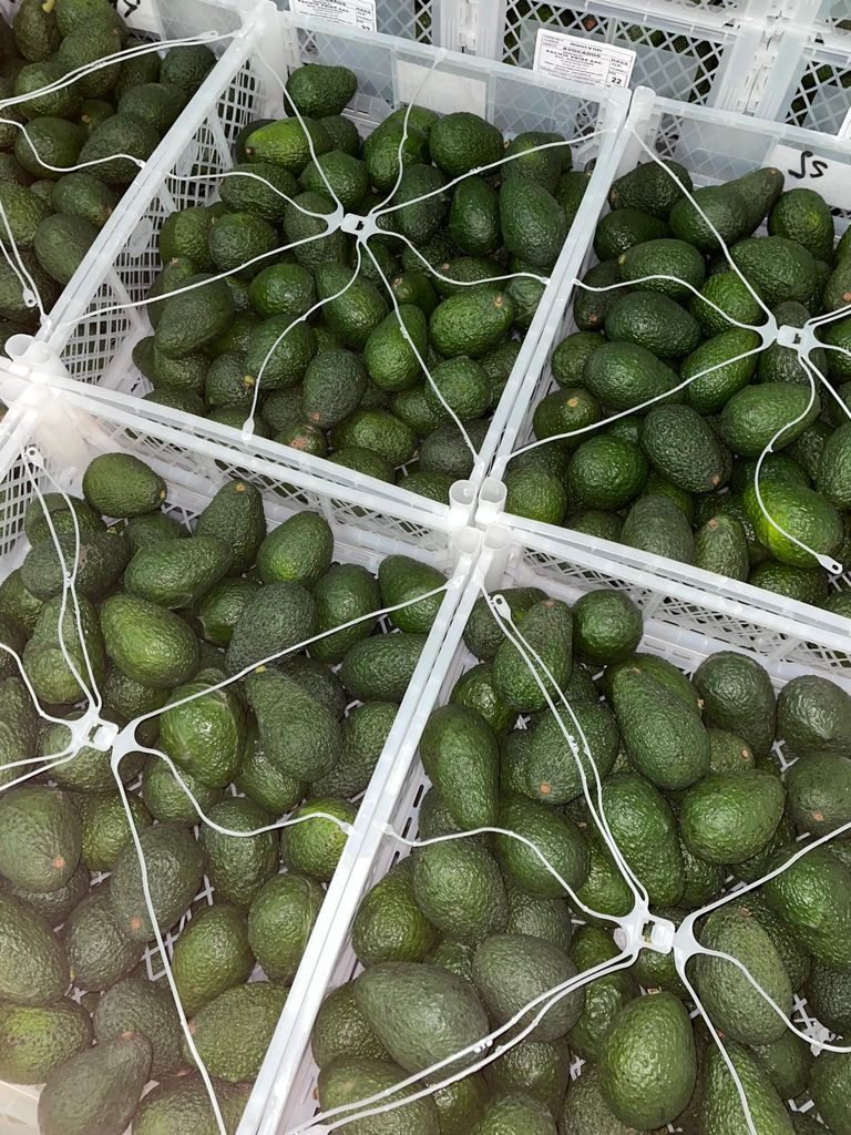 Laverida will sell AVOCADO HASS