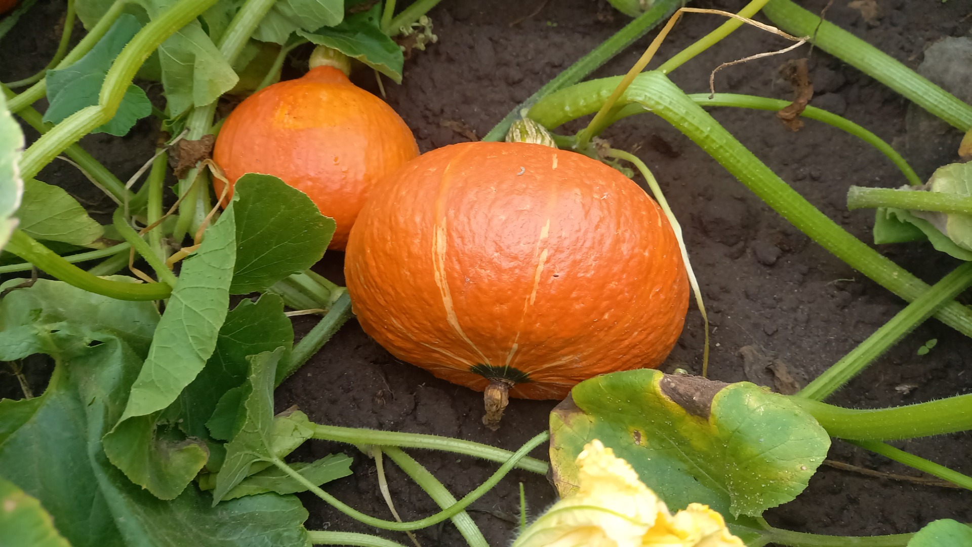 Buy hokkaido pumpkins large quantities of packaging on the buyer's side