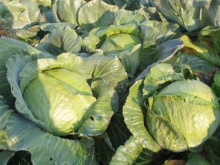 I will sell winter cabbage, price per piece 2