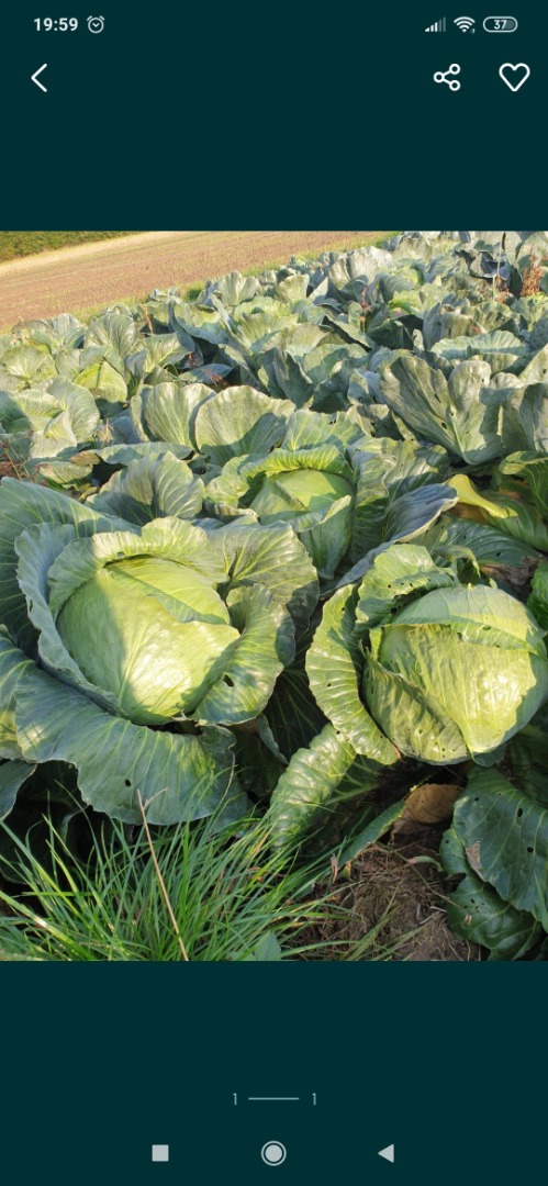 I will sell winter cabbage, price per piece 2 PLN, possibility of shredding